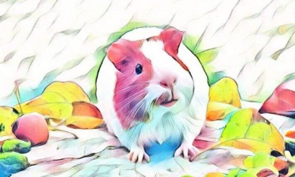 Download Hamster Premium Digital Paper VOL-10 - Digital Collection